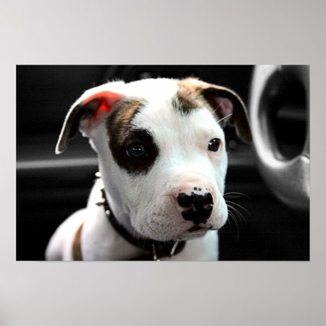 Poster Puppy Pit Bull T-Bone (Devant)