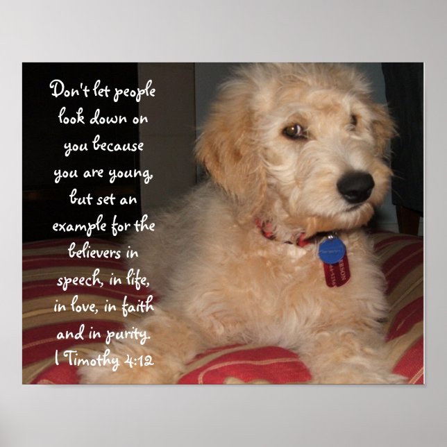 Poster Puppy Sam (Devant)