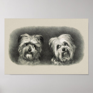 Poster Pups vintages