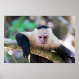 Poster Pura vida pour le singe capucin à face blanche