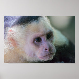 Poster Pura vida pour le singe capucin à tête blanche