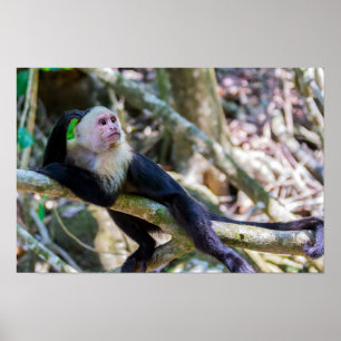Poster Pura vida pour singe capucin à tête blanche