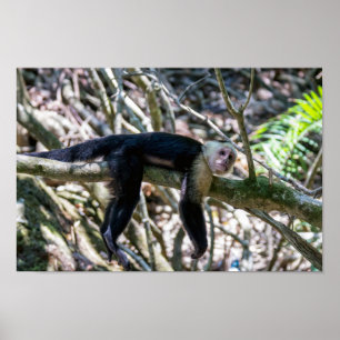 Poster Pura vida pour singe capucin à tête blanche