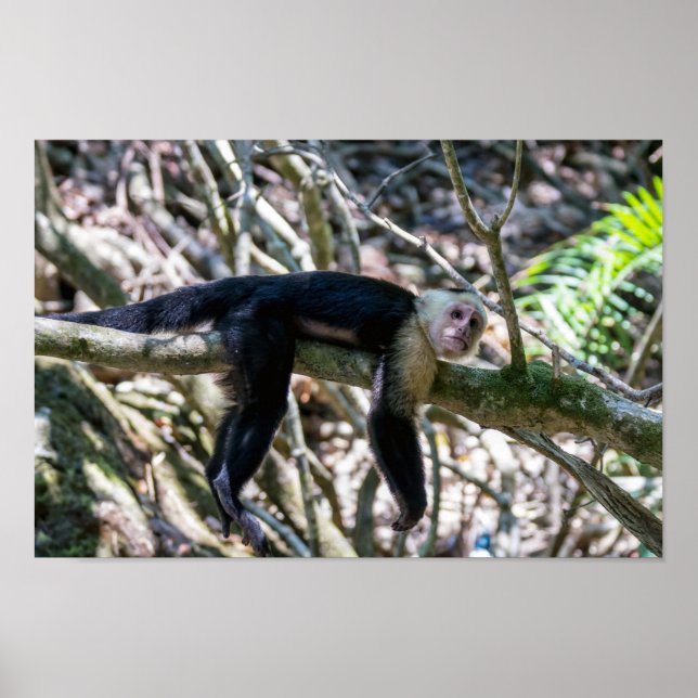 Poster Pura vida pour singe capucin à tête blanche (Devant)