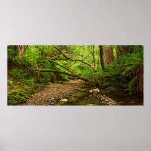 Poster Purisima Creek Redwoods, Californie