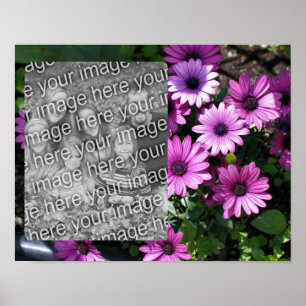Poster Purple African Daisy Flowame Frame Ajouter Votre P