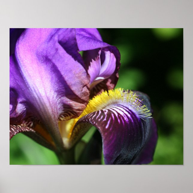 Poster Purple Bearded (Devant)