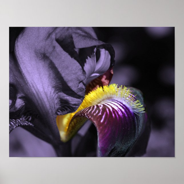 Poster Purple Bearded (Devant)
