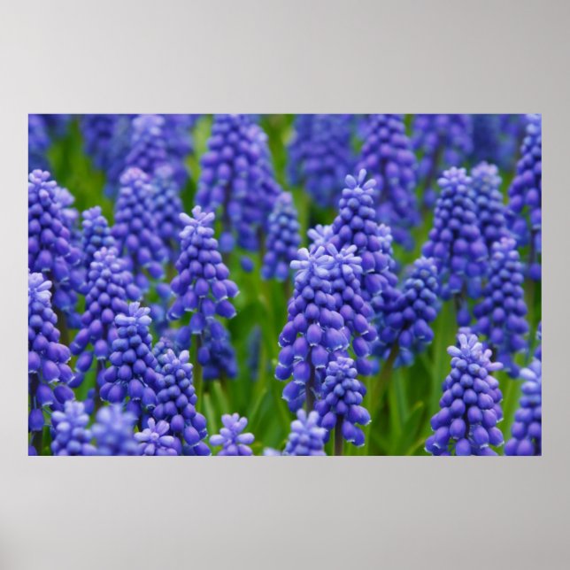 POSTER PURPLE BLUE GRAPE FLEURS NATURE GRASS BEAUTY SCEN (Devant)