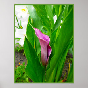 Poster Purple Calla Lily