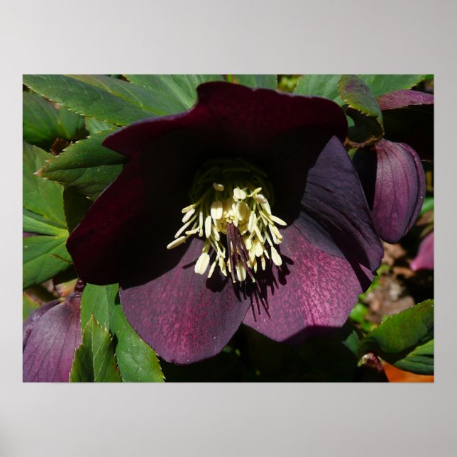 Poster Purple Carême Rose Pâques (Devant)