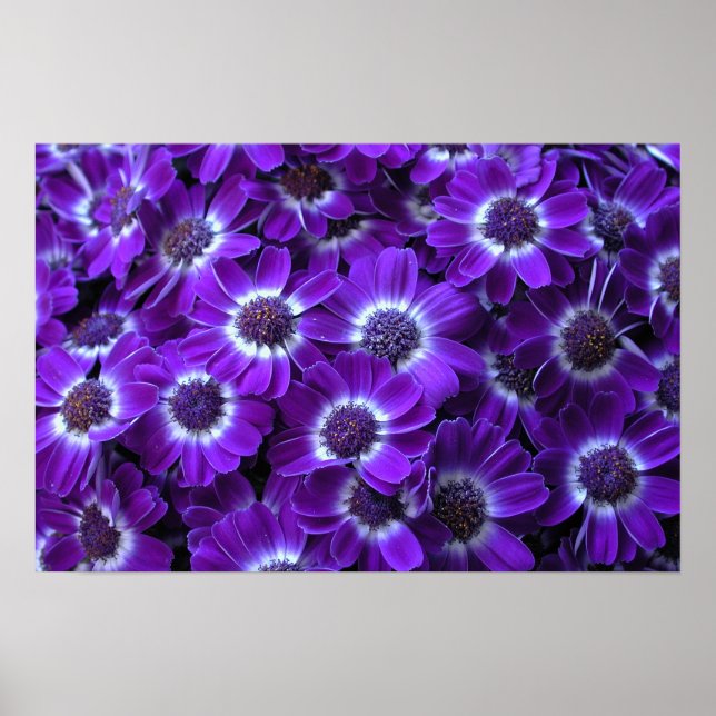 Poster Purple cineraria (Devant)
