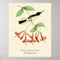Purple Crowé Fairy Hummingbird Art Imprimer