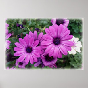 Poster Purple daisies