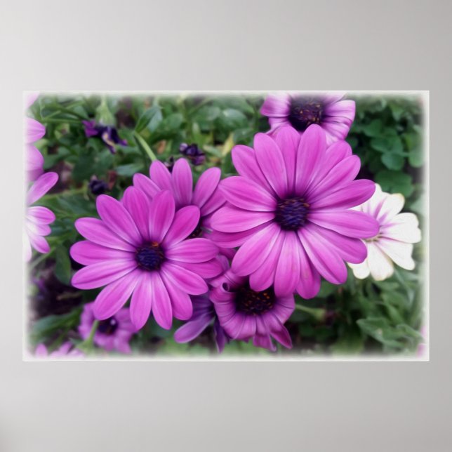 Poster Purple daisies (Devant)