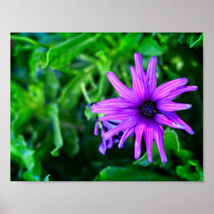 Poster Purple Daisy dans un jardin d'été