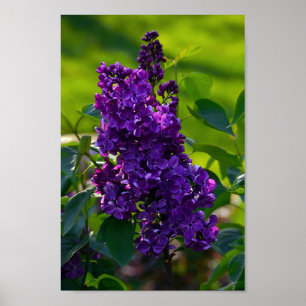 Poster Purple French Lilac