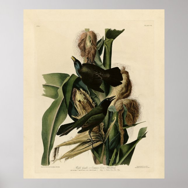 Poster Purple Grakle (Grackle) Audubon's Birds of America (Devant)
