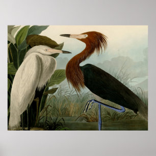 Poster Purple Heron Audubon Bird Wildlife Painting