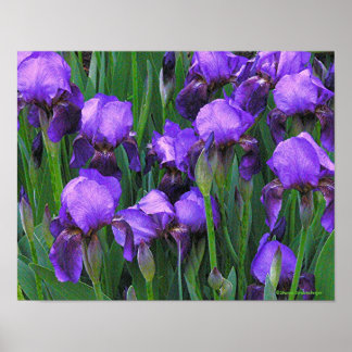 POSTER "PURPLE IRISES"