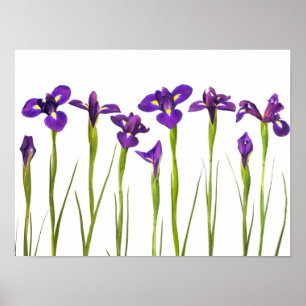 Poster Purple Irises - Iris Flower Customisé Modèle
