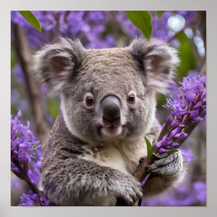 Poster Purple Jacaranda Koala Ours,