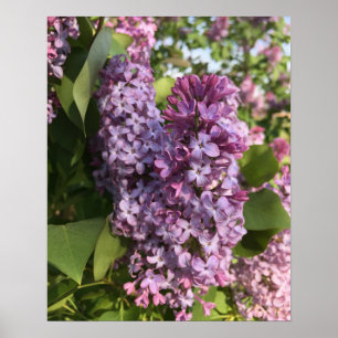 Poster Purple Lilac