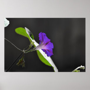 Poster Purple Morning Glory Flower