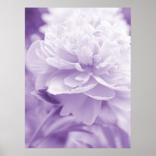 Poster Purple Peony