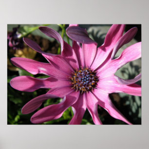 Poster Purple Rain Daisy Imprimer