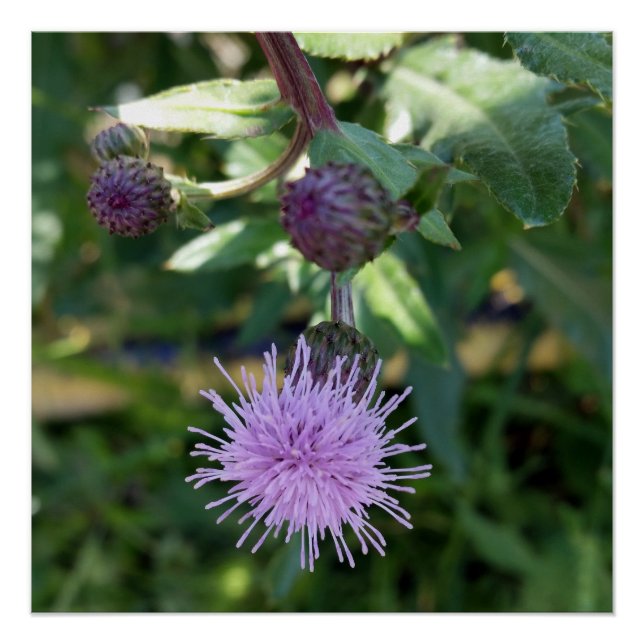 Poster purple splas (Devant)