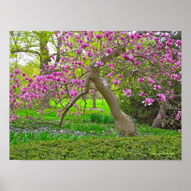 POSTER "PURPLE TULIP TREE IN SPRING" (PHOTOG) (Devant)