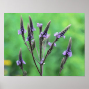 Poster Purple Vervain Fleur sauvage peinture photo