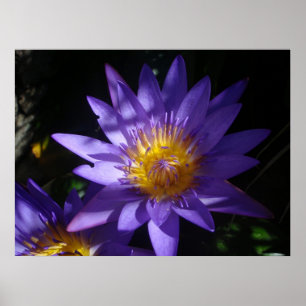 Poster Purple Water Lily