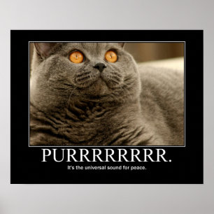 Poster Purr est le son universel pour la paix Artwork