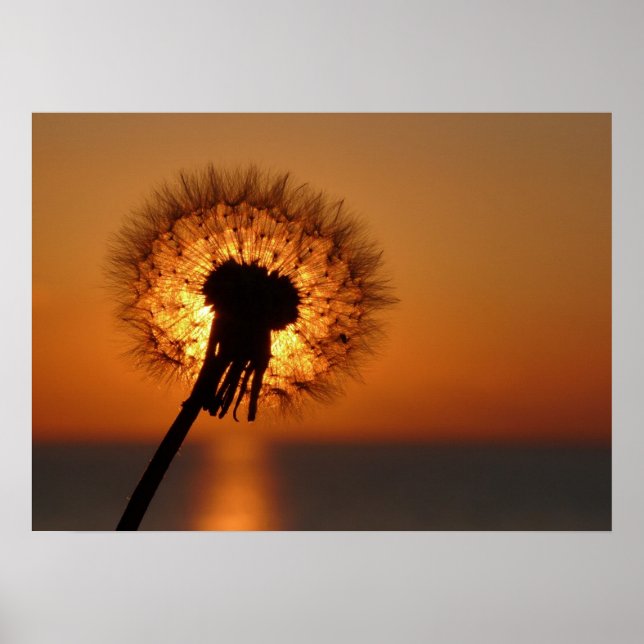 Poster Pusteblume (Devant)