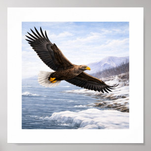 Poster Pygargue à queue blanche (Haliaeetus albicilla) –
