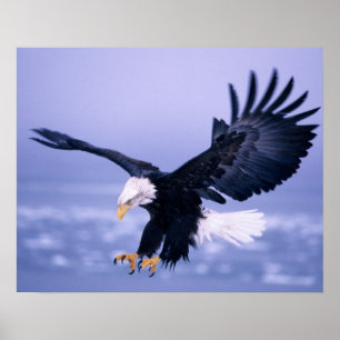 Poster Pygargue à tête blanche atterrissant, ailes déploy