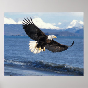 Poster pygargue à tête blanche, Haliaeetus leuccocephalus