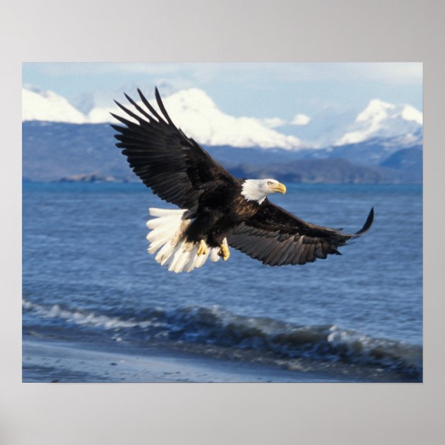 Poster pygargue à tête blanche, Haliaeetus leuccocephalus (Devant)
