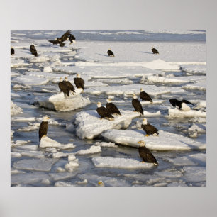 Poster Pygargue à tête blanche, Haliaeetus leucocephalus,