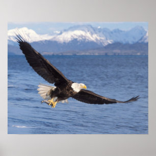 Poster pygargue à tête blanche, Haliaeetus leucocephalus,