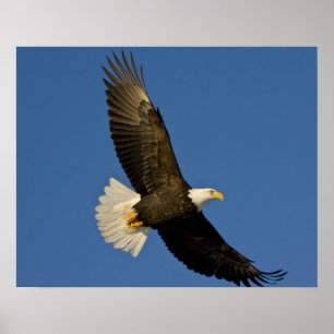 Poster Pygargue à tête blanche, Haliaeetus leucocephalus,