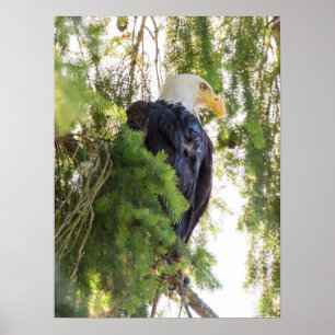 Poster Pygargue à tête blanche perché dans un sapin de Do