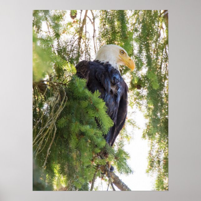 Poster Pygargue à tête blanche perché dans un sapin de Do (Devant)