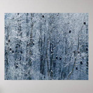 Poster Pygargues à tête blanche