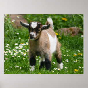 Poster Pygmée chèvre naine enfant en fleurs
