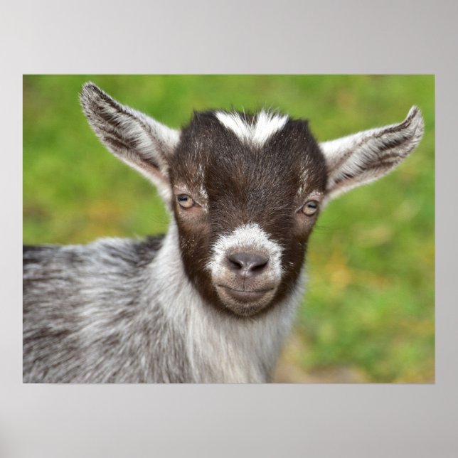 Poster Pygmée Petit chèvre (Devant)