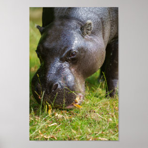 Poster Pygmy Hippopotamus