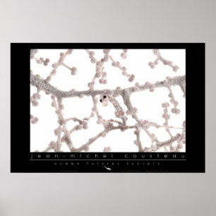 Poster Pygmy Seahorse